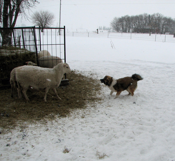 Shasta heads off the ewes